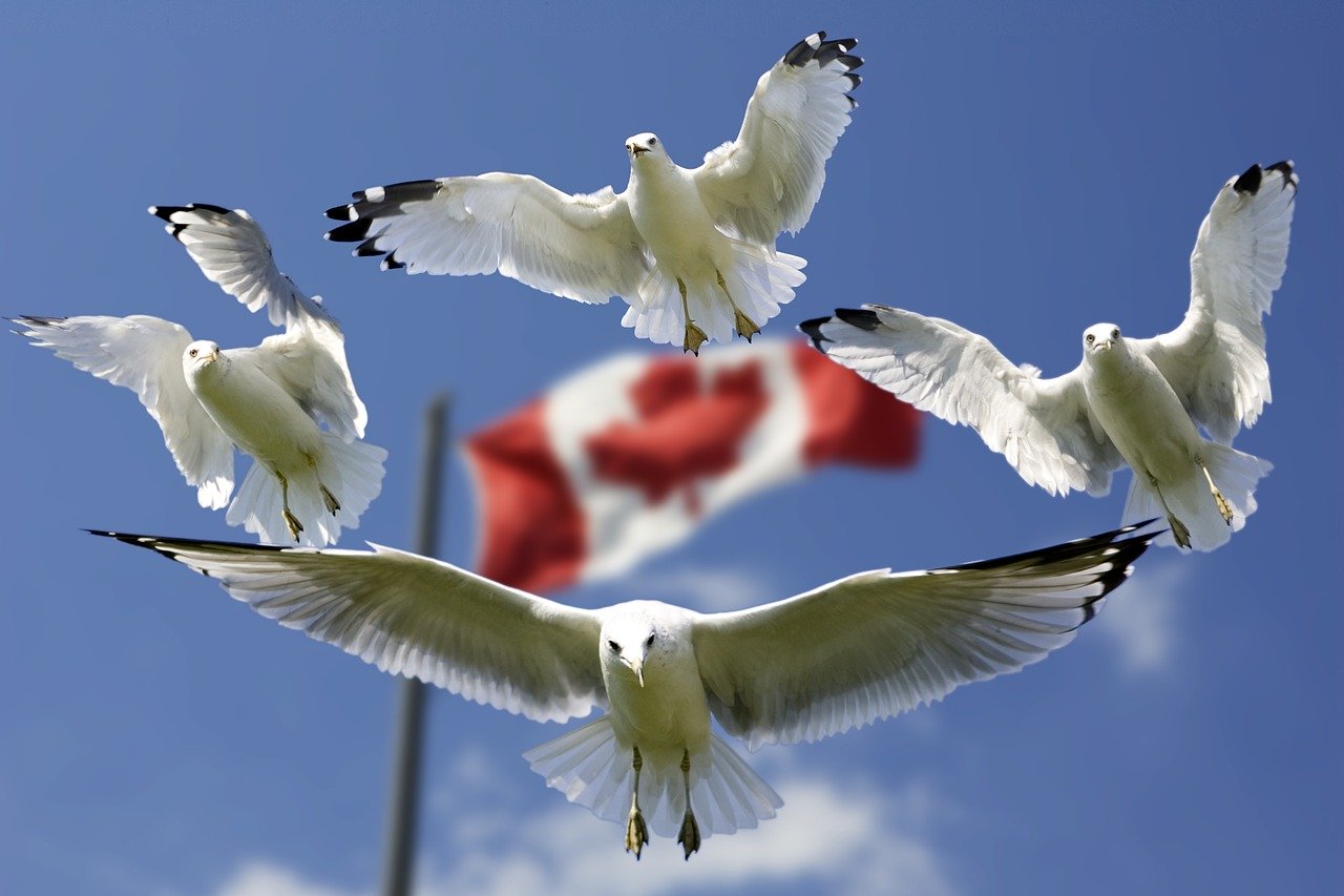 gulls, formation, flag